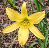 Hemerocallis minor. Цветок. Республика Бурятия, окр. г. Улан-Удэ, долина р. Верхняя Берёзовка, опушка леса. 25.06.2013.