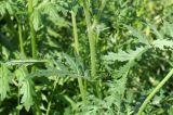 Phacelia tanacetifolia