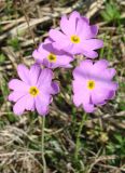 Primula nutans