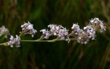 Lepidium latifolium