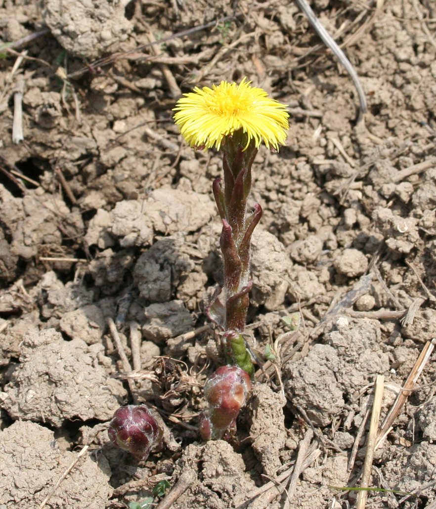 Изображение особи Tussilago farfara.