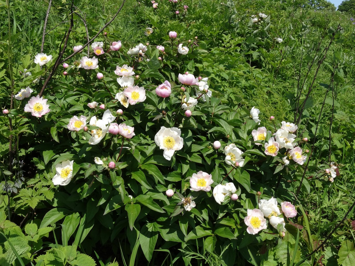 Изображение особи Paeonia lactiflora.