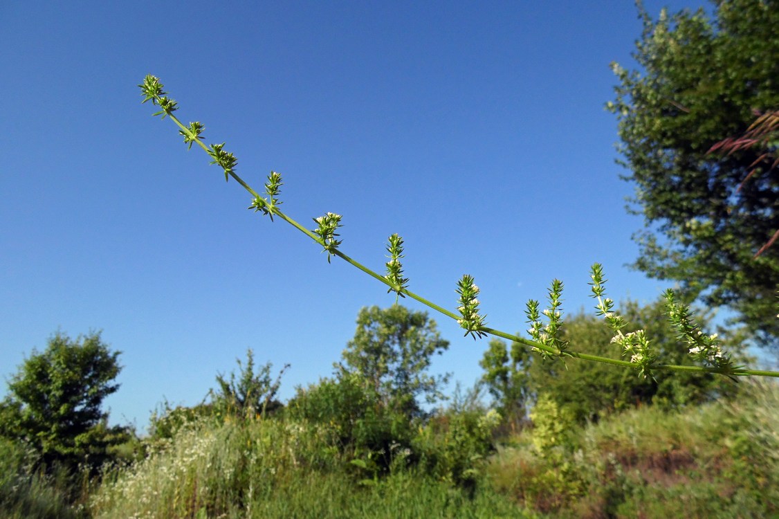 Изображение особи Galium humifusum.