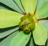 Euphorbia balsamifera. Пестичный циаций с завязавшимся плодом. Испания, автономное сообщество Канарские острова, остров Фуэртевентура, провинция Лас Пальмас, муниципалитет Ла Олива, восточные окр. пос. Эль Котильо, предгорная равнина, пояс суккулентных кустарников. 17.03.2016.