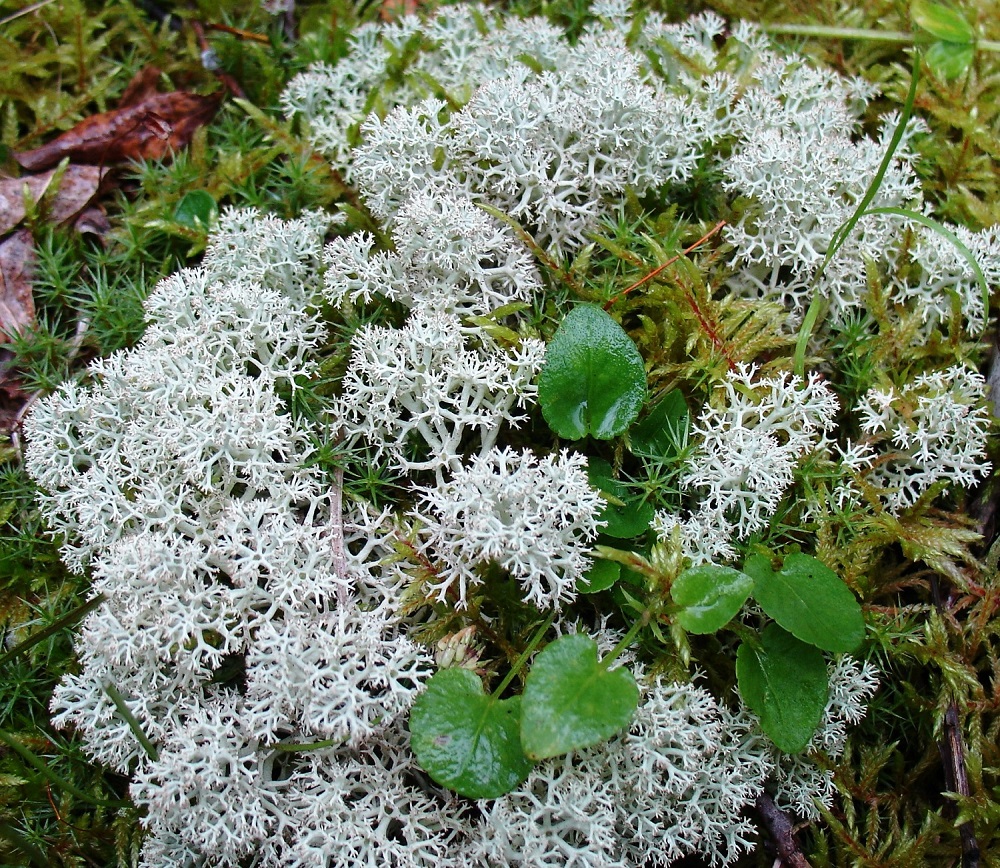 Изображение особи род Cladonia.