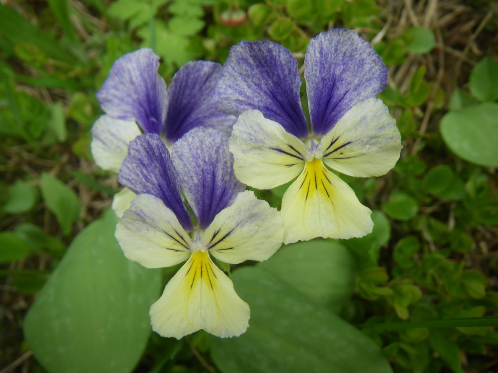 Image of Viola altaica specimen.