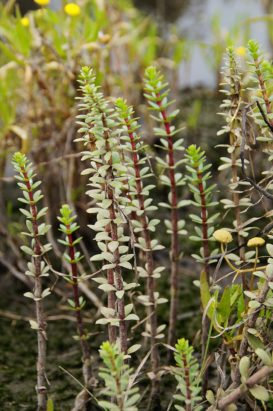 Изображение особи Hippuris tetraphylla.