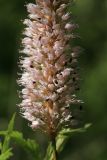 Bistorta officinalis