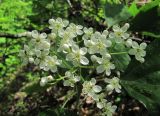 Sorbus torminalis