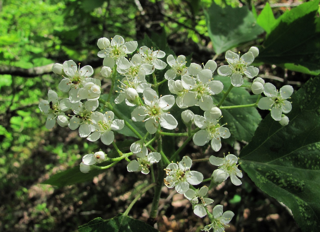 Изображение особи Sorbus torminalis.