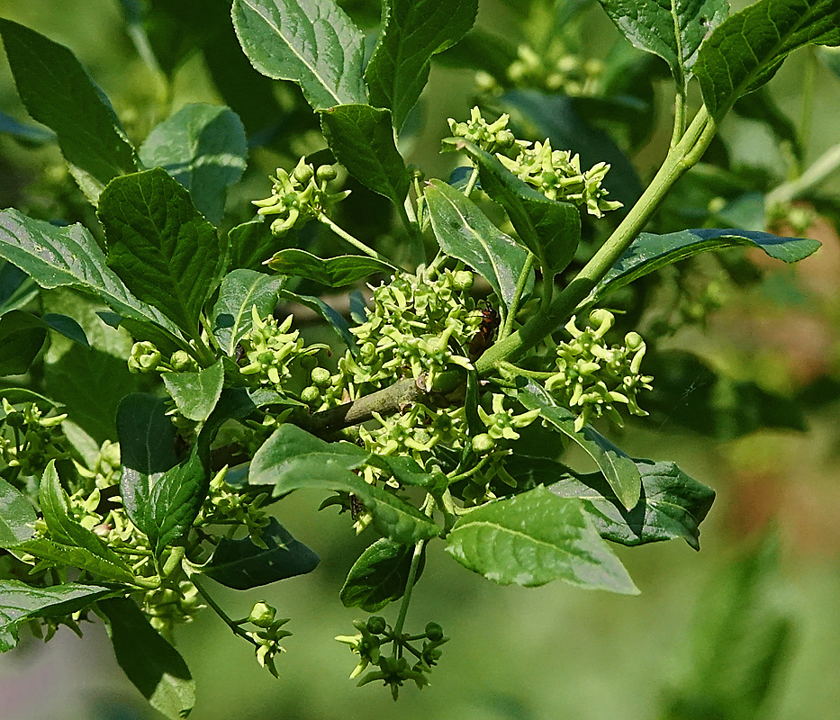 Изображение особи Euonymus europaeus.