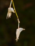 Dendrobium crumenatum