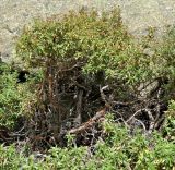 Cistus laurifolius. Плодоносящие растения. Испания, Центральная Кордильера, нац. парк Сьерра-де-Гуадаррама, гранитный массив La Pedriza, высота ок. 1600 м. Июль.