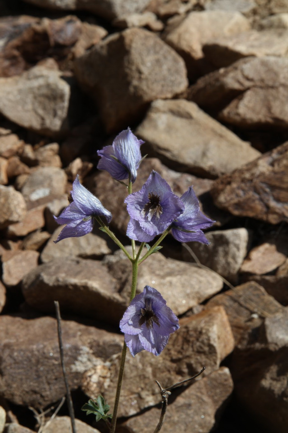 Изображение особи Delphinium brunonianum.