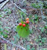 Crataegus chlorocarpa. Лист и созревающие плоды. Московская обл., г. Королёв, мкр. Текстильщик, придорожные насаждения. 24.09.2017.