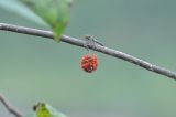 Broussonetia papyrifera