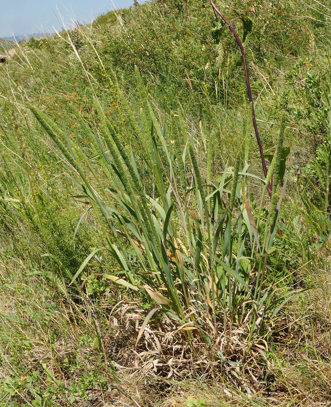 Изображение особи Phleum phleoides.