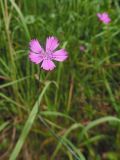 Dianthus deltoides. Цветок. Марий Эл, г. Йошкар-Ола, Сосновая роща, поляна. 30.06.2018.