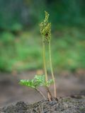 Botrychium multifidum. Спороносящее растение. Пермский край, Оханский р-н, Кунчурихинский бор, песчаная лесная дорога вдоль смешанного леса. 18.08.2018.