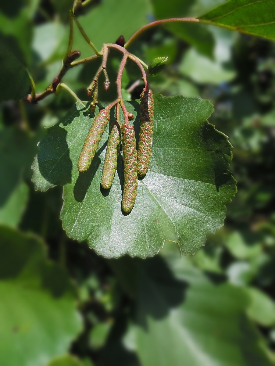 Изображение особи Alnus glutinosa.