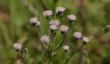 Erigeron acris