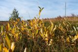 Salix phylicifolia. Растение с листвой в осенней окраске. Мурманская обл., Терский р-н, с. Кашкаранцы; Кольский п-ов, Кандалакшский берег, приморская вороничная тундра. 14.09.2021.