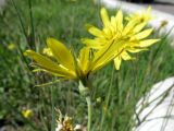 Tragopogon podolicus