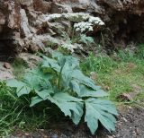 Heracleum dissectum