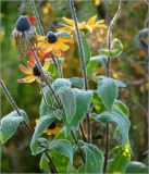 Rudbeckia hirta