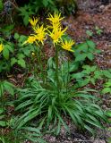 Scorzonera radiata. Цветущее растение. Красноярский край, Берёзовский р-н, национальный парк \"Красноярские Столбы\", Центральные Столбы, опушка смешанного леса. 05.06.2022.