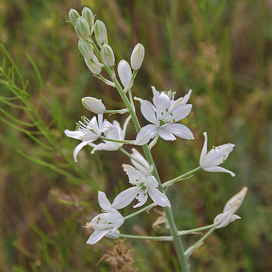 Изображение особи Ornithogalum fischerianum.