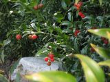 Danae racemosa. Ветви с плодами. Крым, Никитский ботанический сад. 7 ноября 2011 г.