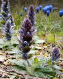 Ajuga orientalis