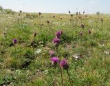 Centaurea alpestris