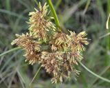 Cyperus eragrostis