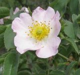 Rosa podolica