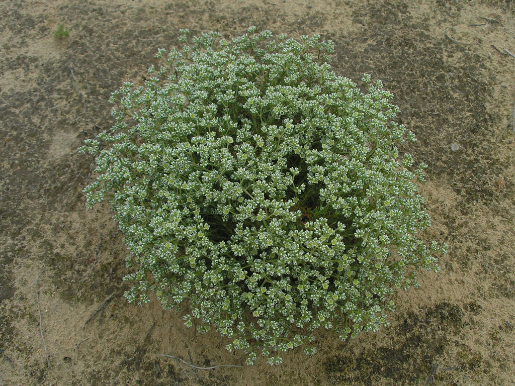 Изображение особи Scleranthus perennis.