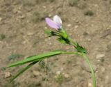 Vicia bithynica. Верхушка цветущего растения. Крым, окр. Феодосии, Лисья бухта, степная балка. 9 мая 2013 г.