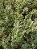 Juniperus oblonga. Часть кроны дерева. Ставропольский край, г. Кисловодск, территория санатория \"Луч\". 25.03.2013.