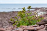 Ligusticum scoticum