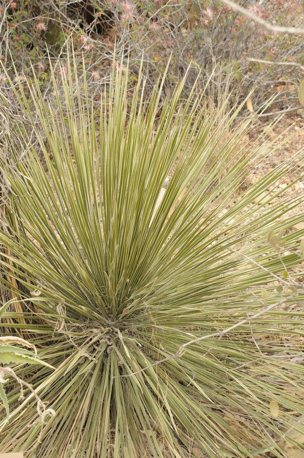 Image of Yucca elata specimen.