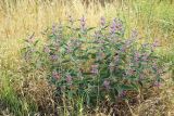 Phlomis regelii