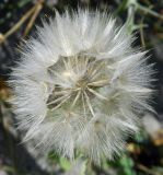 Tragopogon heterospermus. Соплодие. Калининградская обл., Зеленоградский р-н, Куршская коса, авандюна со стороны Балтийского моря. Июль 2014 г.