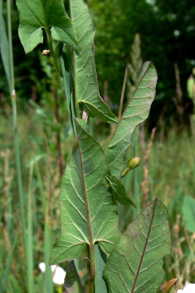 Изображение особи Convolvulus arvensis.