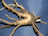 Dactylorhiza aristata