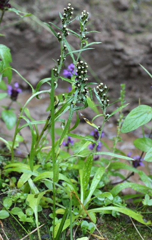 Изображение особи Omalotheca sylvatica.