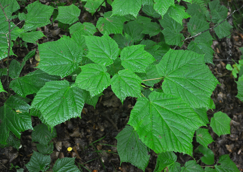 Image of Acer tegmentosum specimen.