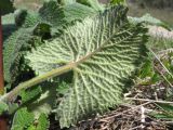 Phlomoides tuberosa