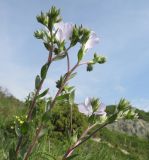 Linum lanuginosum. Верхушка цветущего растения. Краснодарский край, м/о Анапа, окр. пос. Супсех, приморский обрывисто-осыпной склон. 16.05.2015.