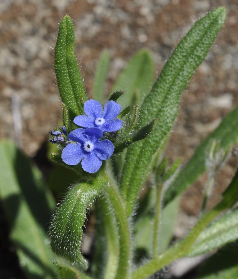 Изображение особи Cynoglottis barrelieri.